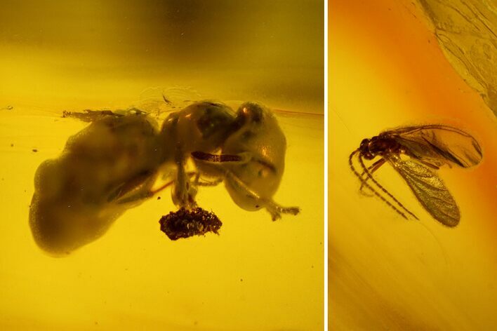 Detailed Fossil Ant (Formicidae) & Fly (Diptera) in Baltic Amber #145392